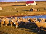 Image: Bleaker Island - East Falkland