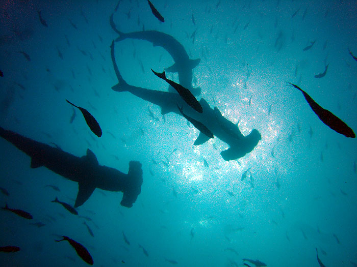 GP0310NB01_galapagos-hammerhead-sharks.jpg [© Last Frontiers Ltd]