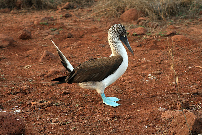 GP0608ED192_north-seymour-blue-footed-booby.jpg [© Last Frontiers Ltd]