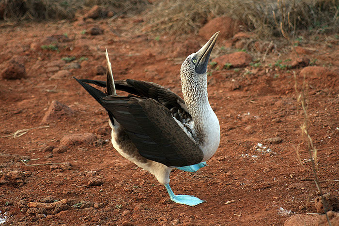 GP0608ED194_north-seymour-blue-footed-booby.jpg [© Last Frontiers Ltd]