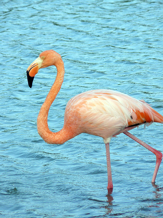 GP0608RB0760_flamingoes-santa-cruz.jpg [© Last Frontiers Ltd]