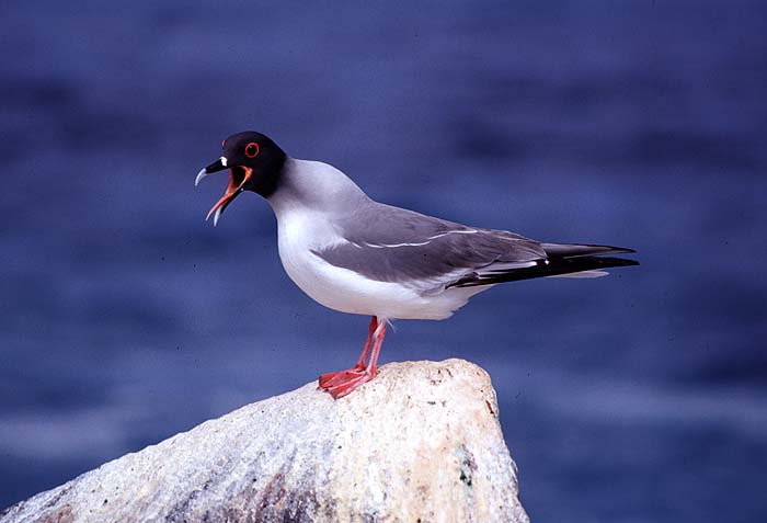 Sally_Phipps_Hornby_Swallow_tailed_gull.jpg [© Last Frontiers Ltd]