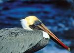 Brown pelican in the Galapagos