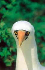 Image: Nasca booby - Galapagos yachts and cruises