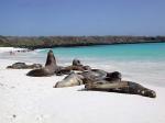 Sea lions on the beach at Gardner Bay