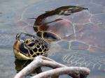 A turtle emerges from the ocean