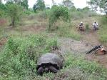 Image: Giant tortoises - Santa Cruz (Indefatigable)