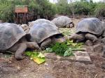 Giant tortoises - Santa Cruz (Indefatigable), Galapagos