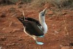 Blue-footed booby, Galapagos Islands