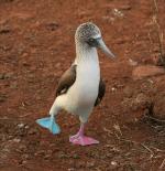 Red-blue booby?