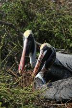 Image: Brown pelicans - The uninhabited islands
