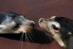Sea lions - The uninhabited islands, Galapagos