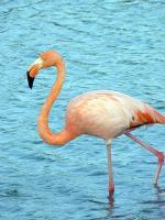 Image: Flamingo - Santa Cruz (Indefatigable)