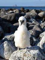 Blue-footed booby chick
