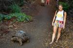 Strolling next to a giant tortoise, Isabela Island