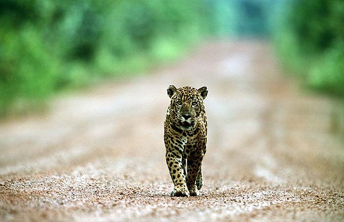 JAGUAR_ON_ROAD.jpg [© Last Frontiers Ltd]