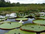 Lilies on Grass Pond at Rewa