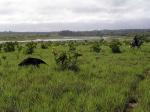 Image: Karanambu - The Rupununi savannas