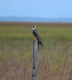 Image: Aplomado falcon - The Rupununi savannas