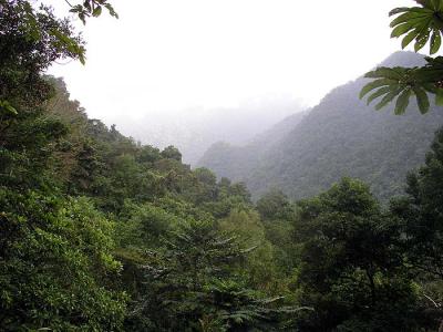 Cloudforest