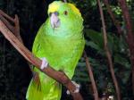 Copán Bird Park - Copán and the West, Honduras