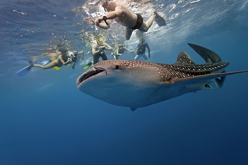 whale watching mexico cancun