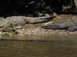 Crocodiles in the Sumidero canyon