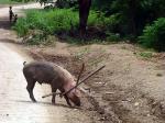 Image: Pig on road - Granada and Ometepe