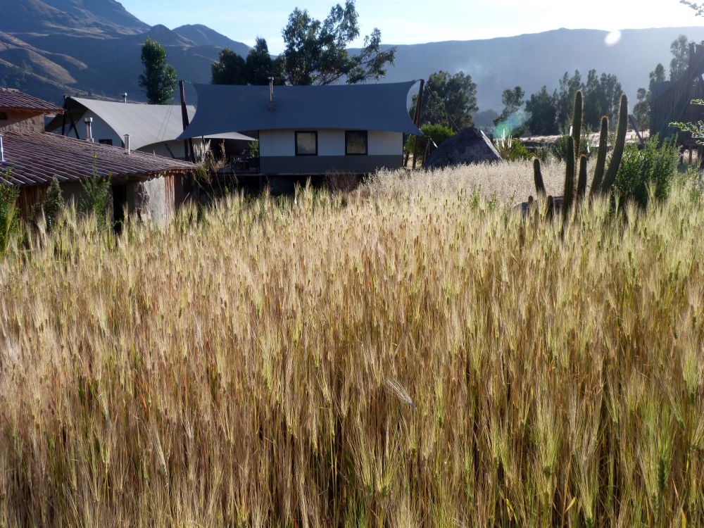 PE2506PC050_puqio-gardens.jpg [© Last Frontiers Ltd]