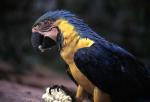 Macaw - Chachapoyas, Peru