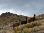 MLP Viacha trek - Sacred Valley, Peru