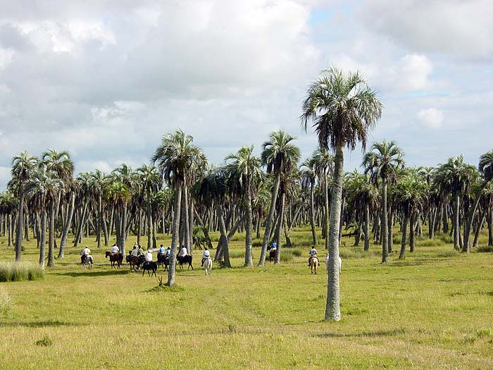Guests_riding_in_Palm_Groves_Uruguay.jpg [© Last Frontiers Ltd]