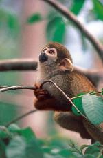 Image: Squirrel monkey - The Gran Sabana and the Amazon