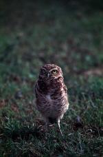 Image: Burrowing owl - The Llanos