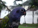 Image: Blue-headed parrot - Canaima and Angel Falls, Venezuela