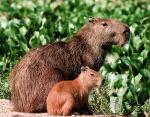 Capybaras - The Llanos, Venezuela