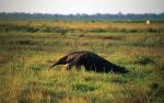 Image: Giant anteater - The Llanos