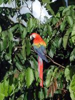 Image: Macaw - The Gran Sabana and the Amazon